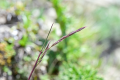 Bromus formosanus