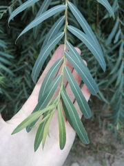 Salix purpurea