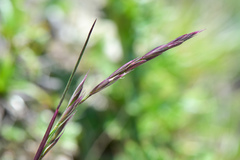 Bromus formosanus