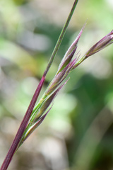 Bromus formosanus