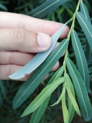 Salix purpurea