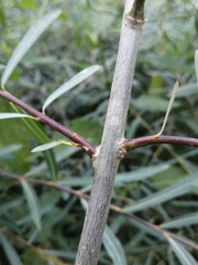 Salix purpurea