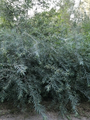Salix purpurea