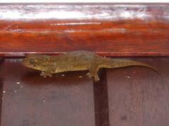 Geckolepis maculata