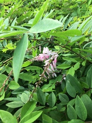 Indigofera kirilowii