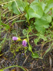 Cardamine pratensis rivularis