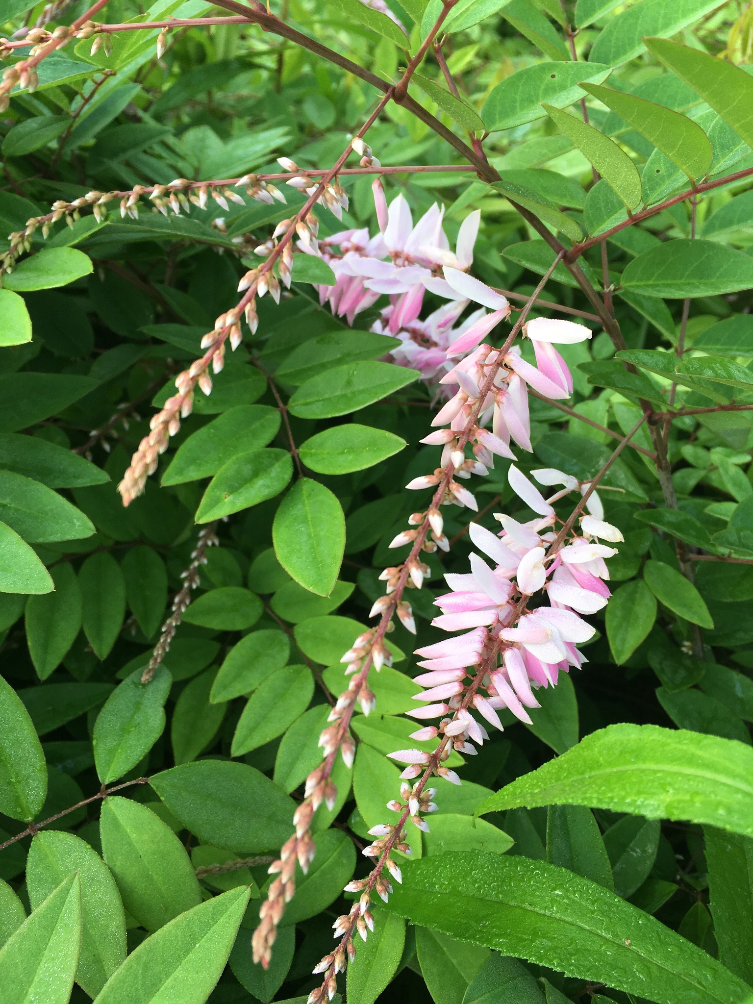 Indigofera kirilowii