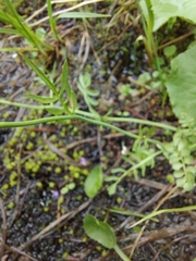 Cardamine pratensis rivularis