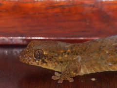 Geckolepis maculata
