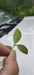 Gaultheria procumbens image
