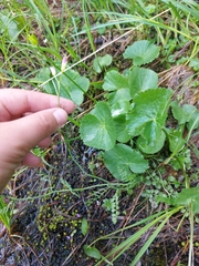 Cardamine pratensis rivularis