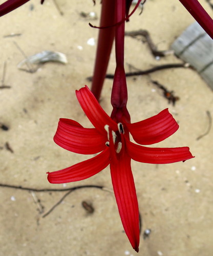 Brunsvigia orientalis