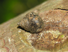 Gittenedouardia spadicea