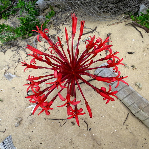Brunsvigia orientalis