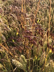 Bromus secalinus