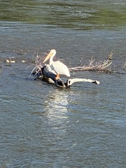 Pelecanus erythrorhynchos