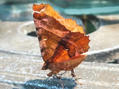 Selenia
