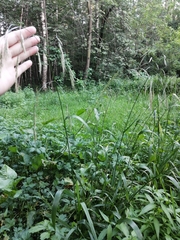 Lolium giganteum