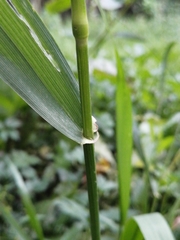 Lolium giganteum