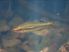 Hypseleotris cyprinoides
