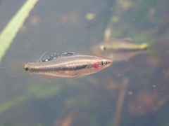 Hypseleotris cyprinoides