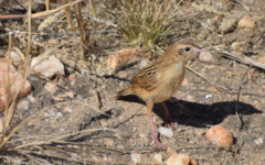 Cisticola aridulus