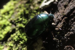 Macraspis rufonitida