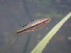 Hypseleotris cyprinoides
