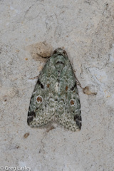 Maliattha concinnimacula