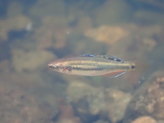 Hypseleotris cyprinoides