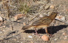 Cisticola aridulus