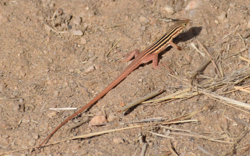 Plain Sand Lizard