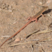 Western Sand Lizard - Photo (c) Jacob Henry, some rights reserved (CC BY-NC), uploaded by Jacob Henry