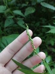 Persicaria hydropiper