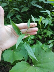 Persicaria hydropiper