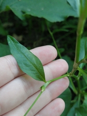 Persicaria hydropiper