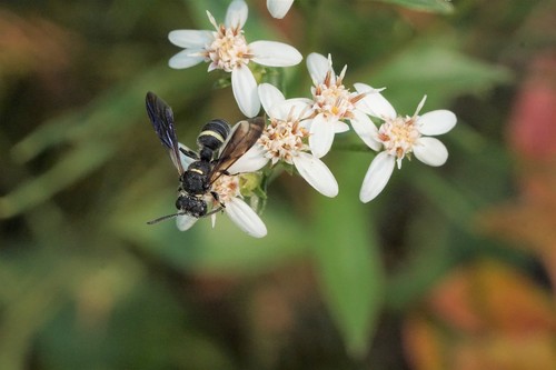 Smoky-winged Beetle Bandit Wasp photo 4
