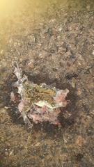 Uperodon systoma