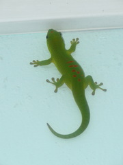 Phelsuma grandis