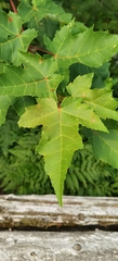 Acer rubrum image