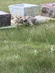 Antilocapra americana