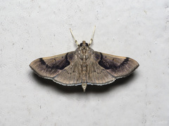 Omiodes barcalis