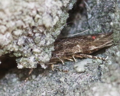 Bryotropha