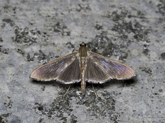 Coptobasis