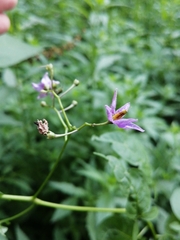 Solanum dulcamara