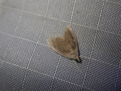 Glaphyria fulminalis