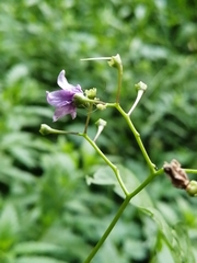 Solanum dulcamara