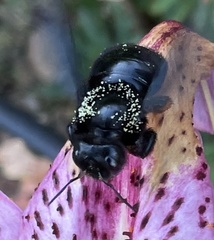 Xylocopa valga