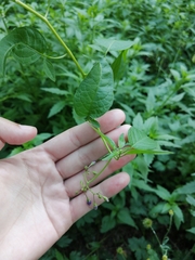 Solanum dulcamara