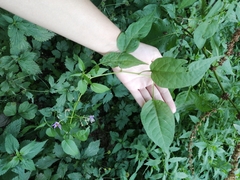 Solanum dulcamara